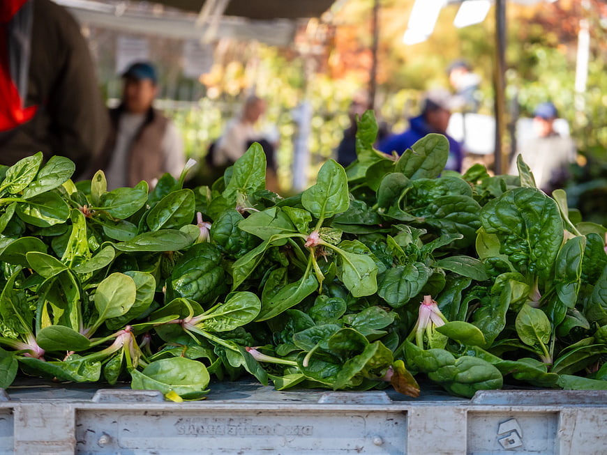 Fresh spinach bunches at an outdoor farmers market