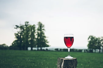 Glass of Red Wine on Wooden Post in Green Field