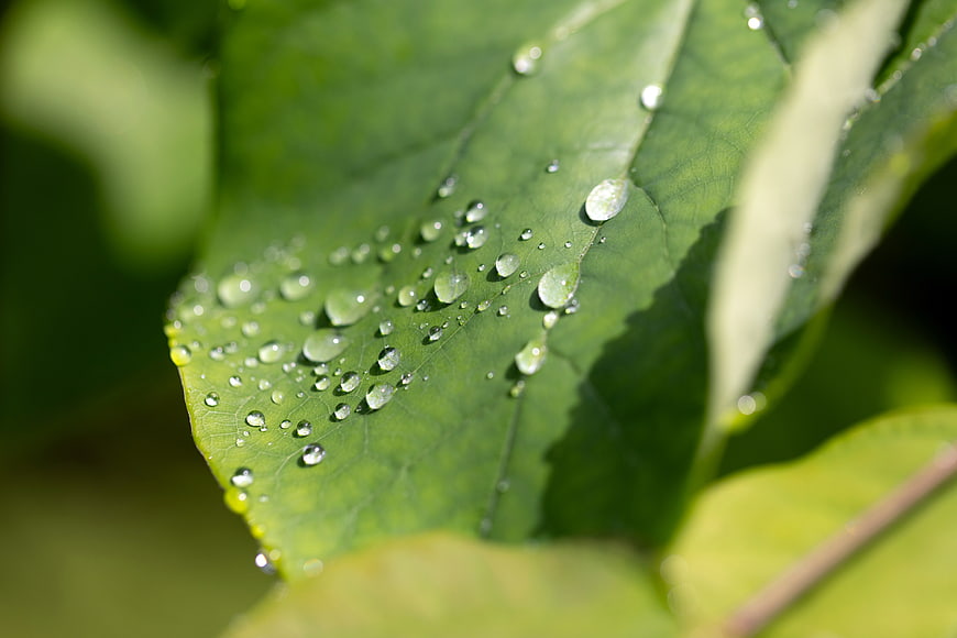 Macro shot of water droplets on a vibrant green leaf