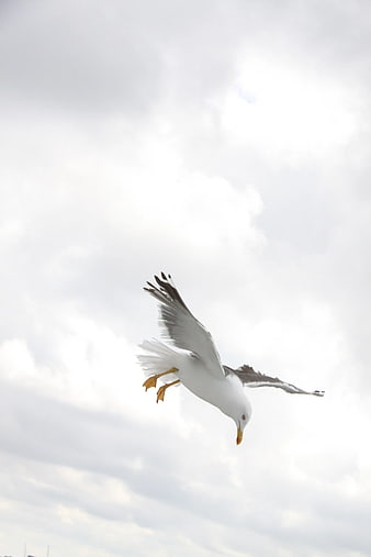 Seagull in Flight Against Cloudy Sky