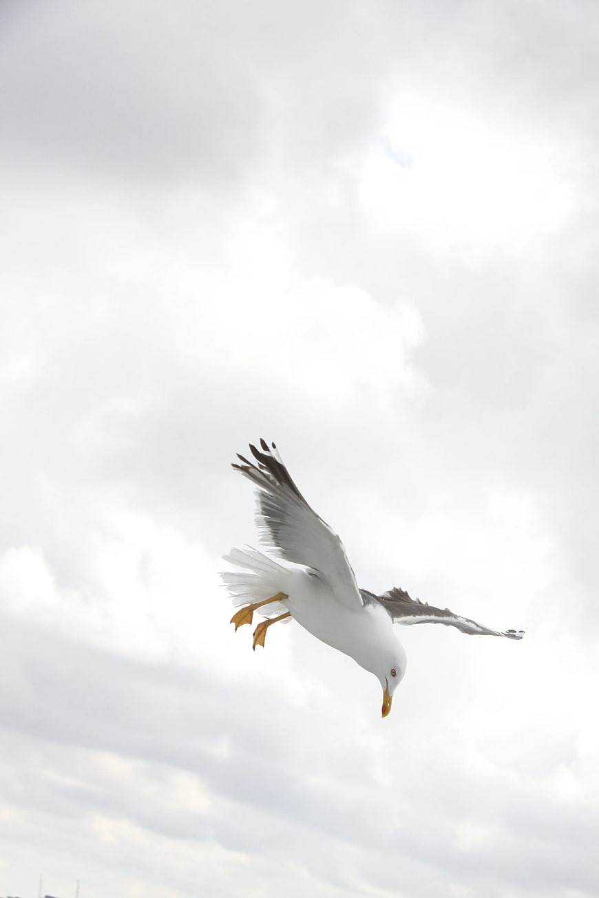 Seagull in Flight Against Cloudy Sky