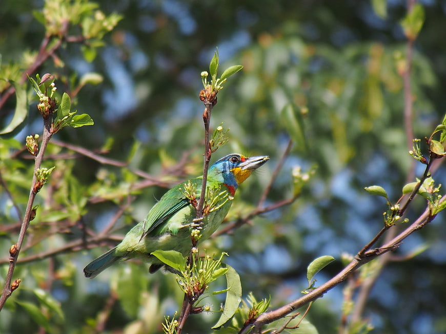 Colorful Five-colored Barbet perched on a spring branch