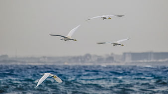 Flock of White Egrets Flying Over Choppy Ocean Waves