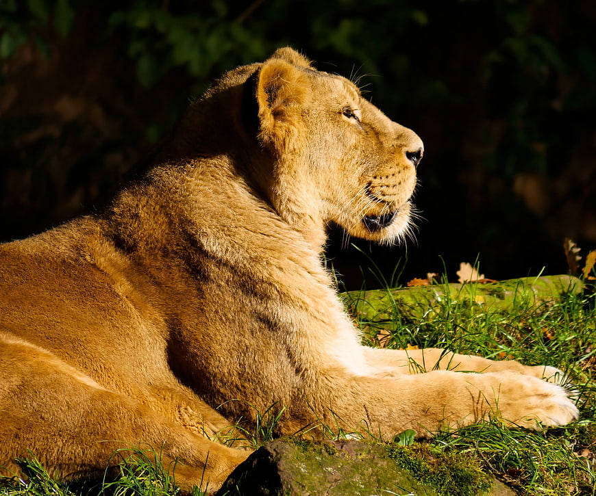 Lioness Resting in Sunlight on Grassy Field