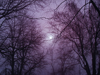 Foggy Winter Forest Silhouettes With Pale Purple Sunlight