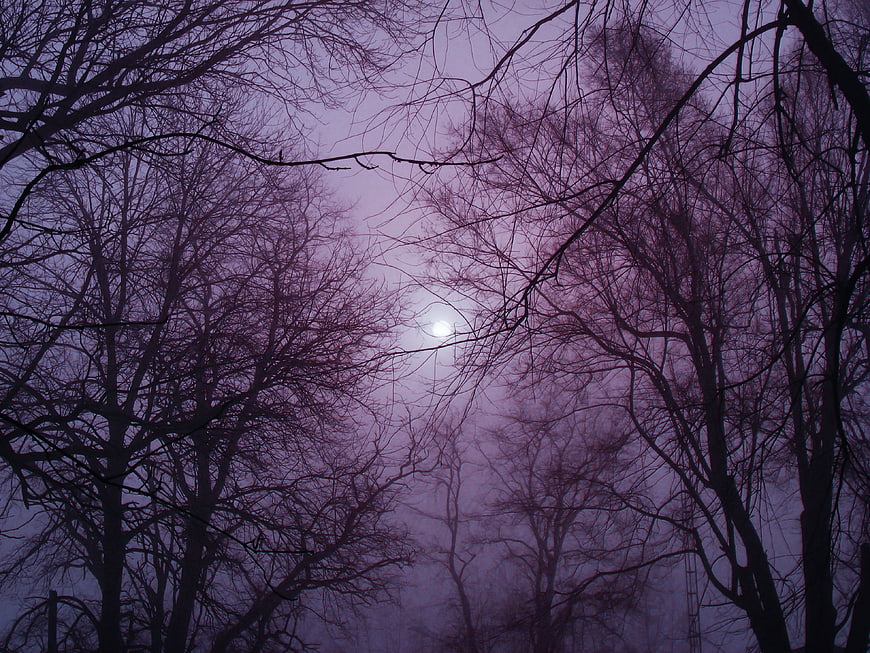 Foggy Winter Forest Silhouettes With Pale Purple Sunlight