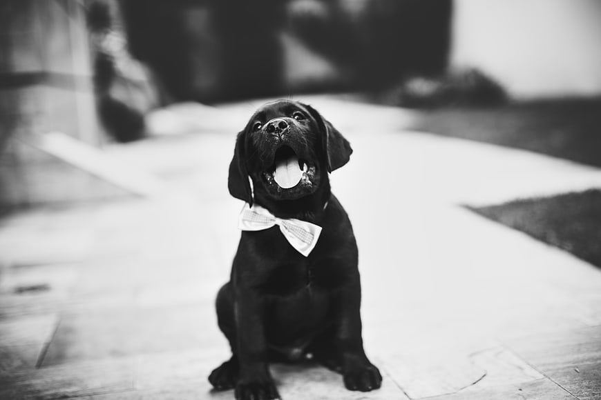 Cute Black Labrador Puppy Wearing Bow Tie Sitting Outdoors