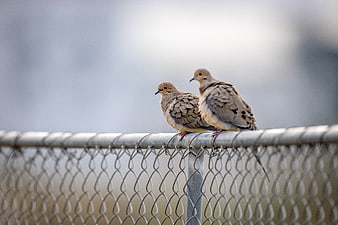 Two Mourning Doves Perched on Chain Link Fence