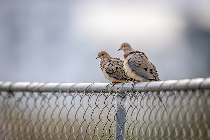 Two Mourning Doves Perched on Chain Link Fence