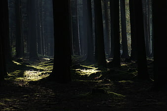 Mysterious Dark Forest with Sunbeams and Mossy Ground