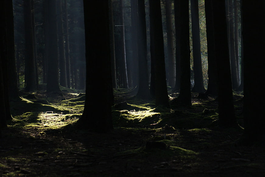 Mysterious Dark Forest with Sunbeams and Mossy Ground