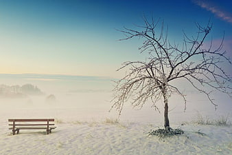 Solitary Bench and Bare Tree in Misty Winter Landscape