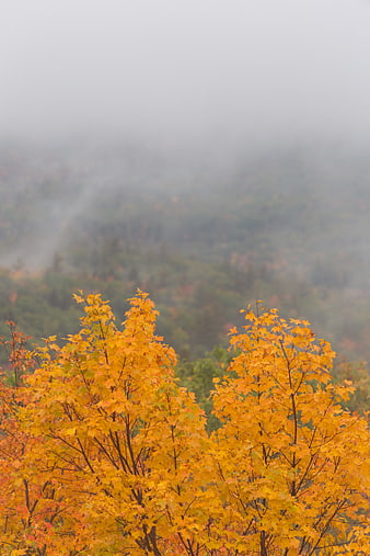 Golden autumn maple trees in misty forest landscape