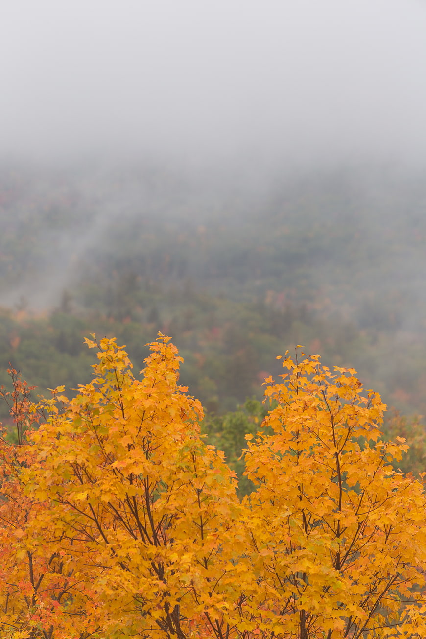 Golden autumn maple trees in misty forest landscape