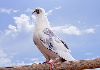 White pigeon perched on wooden fence against blue sky