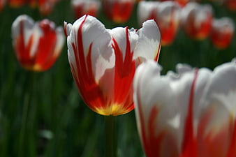 Close-up of Red and White Tulip in Spring Garden