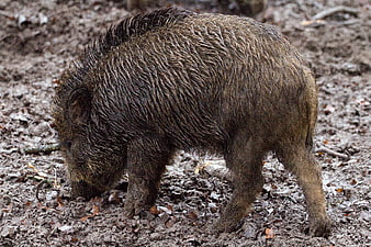 Young Wild Boar Foraging in Muddy Forest Ground