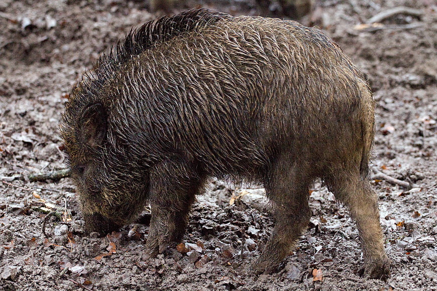 Young Wild Boar Foraging in Muddy Forest Ground