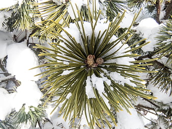 Close-up of snow-covered pine needles and small cones