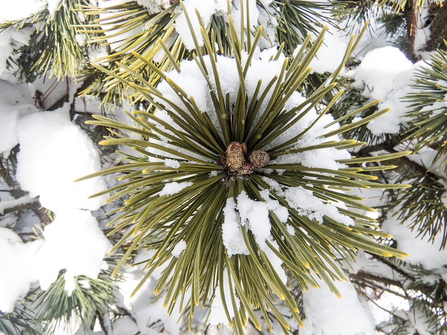 Close-up of snow-covered pine needles and small cones