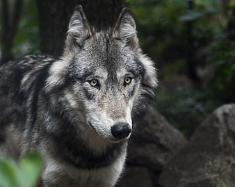 Close-up portrait of a grey wolf in a forest