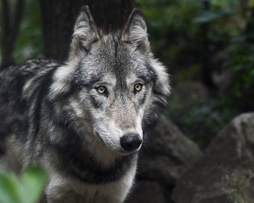 Close-up portrait of a grey wolf in a forest