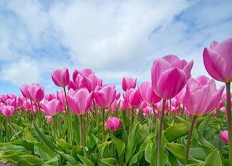 Vibrant Pink Tulips in a Spring Field Under Blue Sky