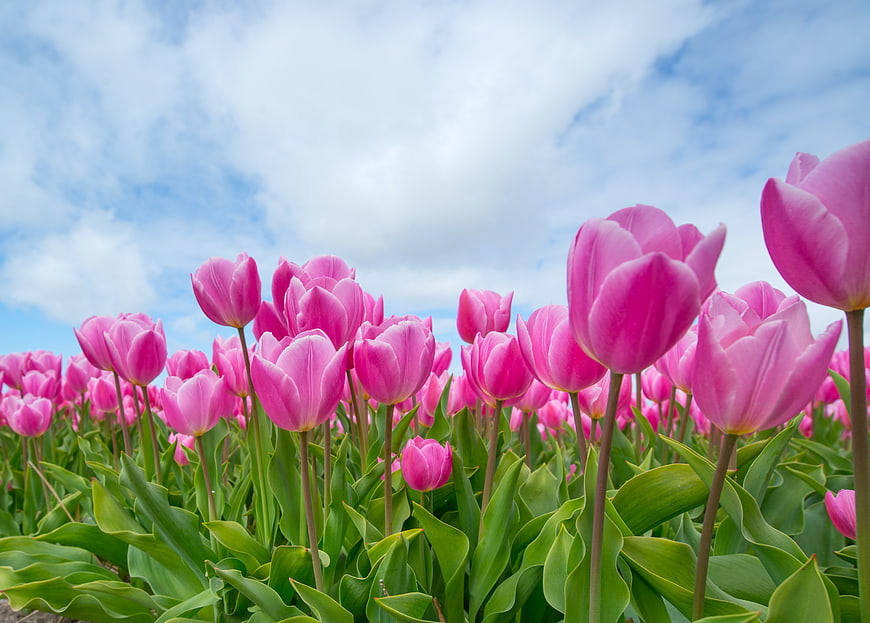 Vibrant Pink Tulips in a Spring Field Under Blue Sky