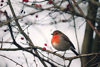 European Robin Perched on Branch with Red Berries in Winter