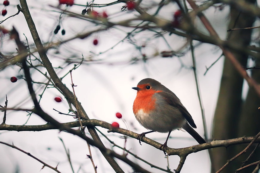 European Robin Perched on Branch with Red Berries in Winter
