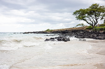 Waves crashing on rocky volcanic coastline with tree