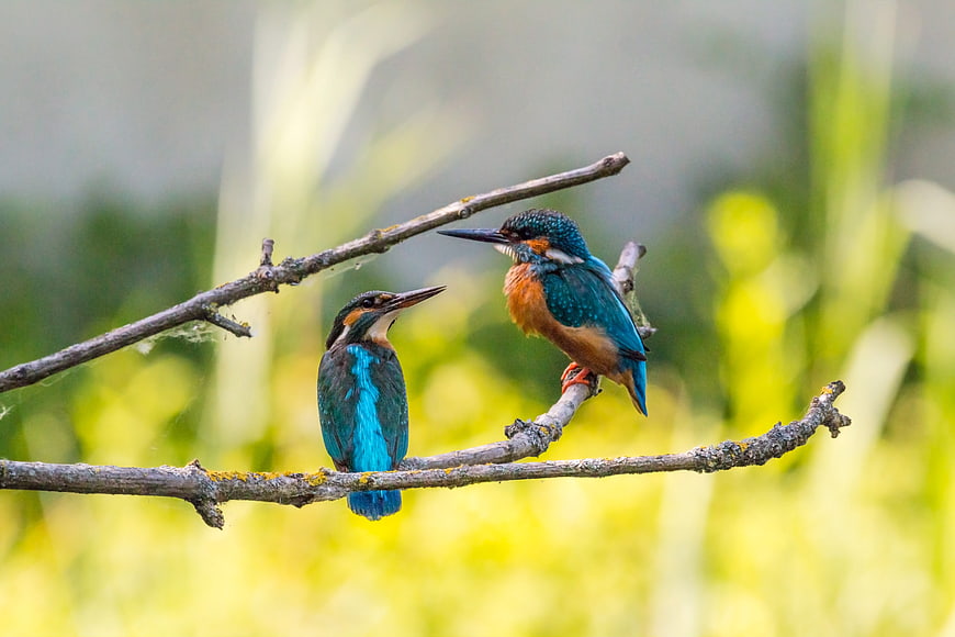 Two Kingfishers Perched on Branch in Nature