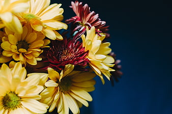 Yellow and Red Gerbera Daisies on Blue Background