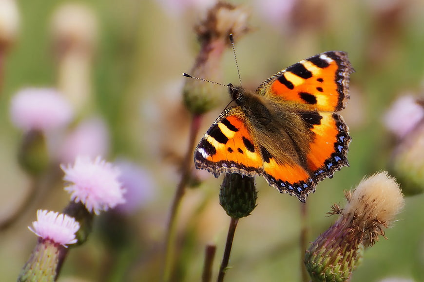 Small Tortoiseshell Butterfly on Thistle Flower
