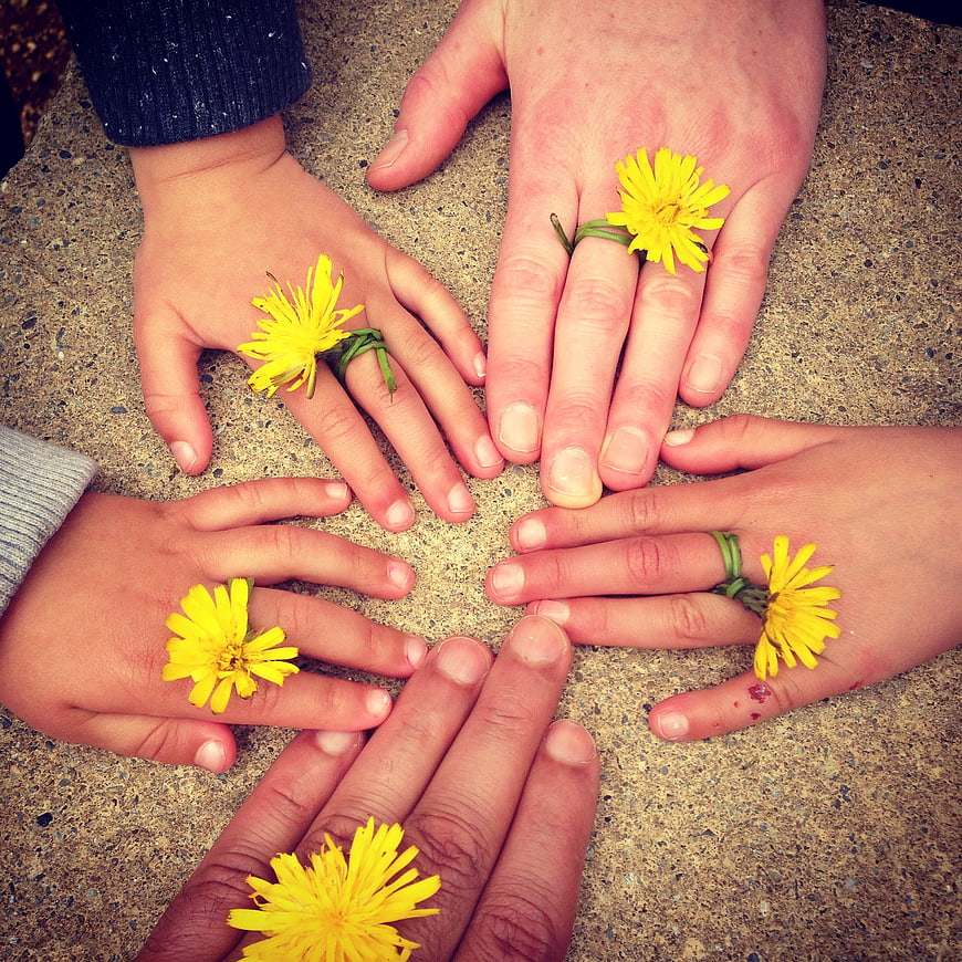 Family hands with dandelion rings on concrete