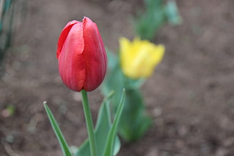 Red Tulip in Focus with Blurred Yellow Tulip Background
