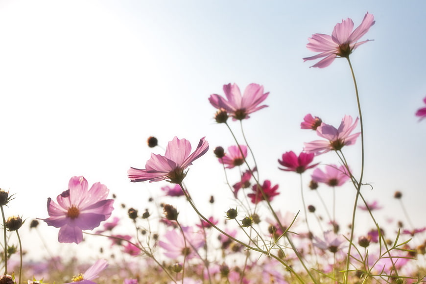 Pink Cosmos Flowers Blooming in Sunlit Field