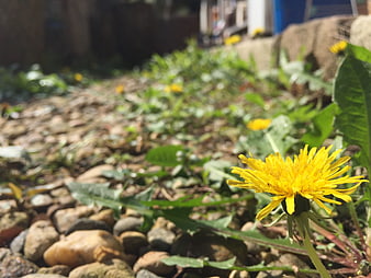 Close-up of a yellow dandelion flower growing among rocks