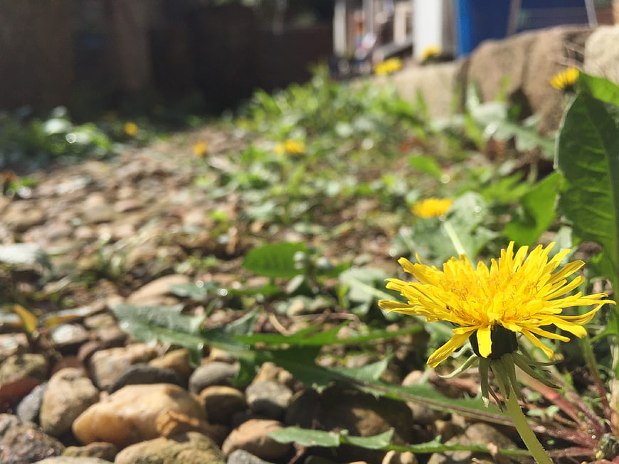 Close-up of a yellow dandelion flower growing among rocks