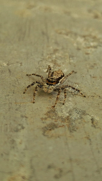 Close-up of a Jumping Spider on a Textured Surface