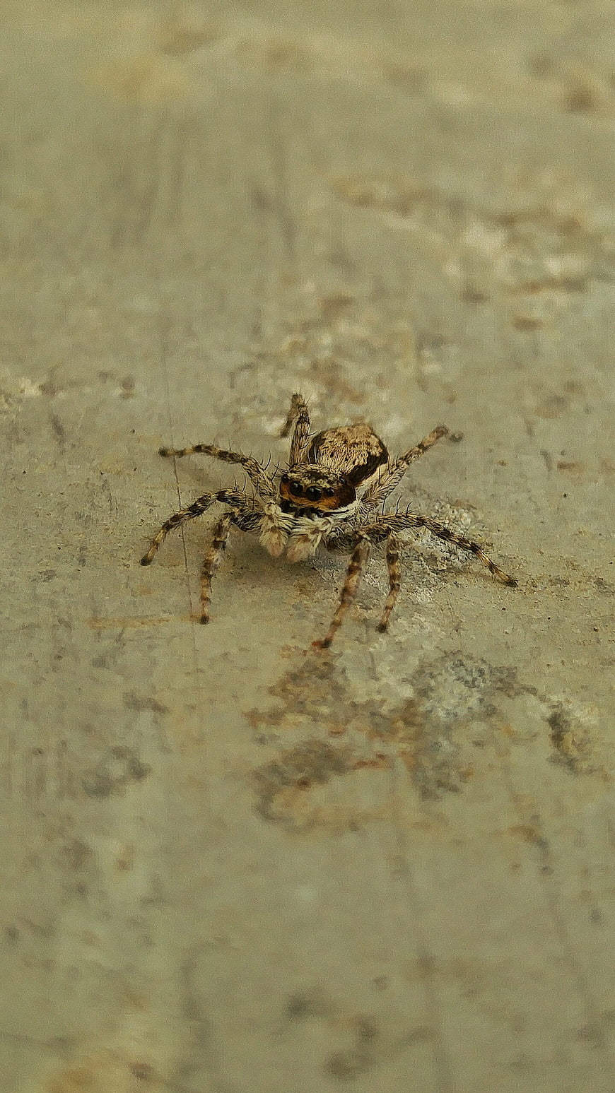 Close-up of a Jumping Spider on a Textured Surface