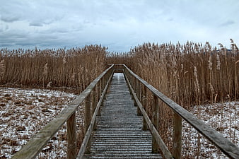 Wooden Boardwalk Through Winter Reeds and Snow