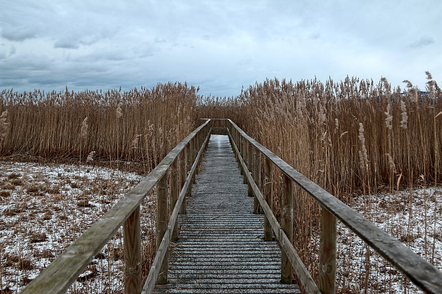 Wooden Boardwalk Through Winter Reeds and Snow