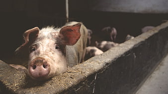 Close-up of curious pig resting on concrete farm wall