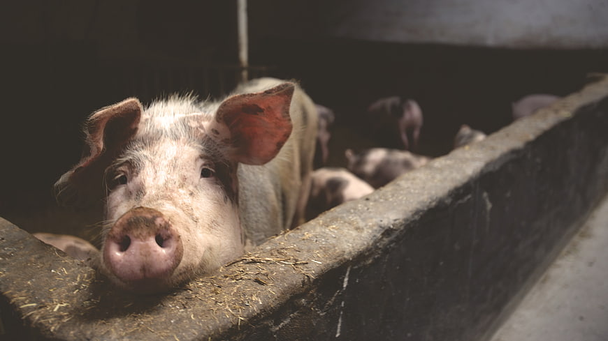Close-up of curious pig resting on concrete farm wall