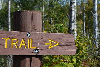 Wooden Trail Sign with Yellow Arrow in Forest