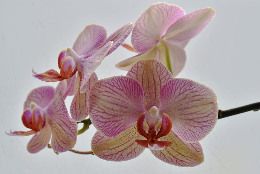 Pink and White Phalaenopsis Orchid Blooms on White Background