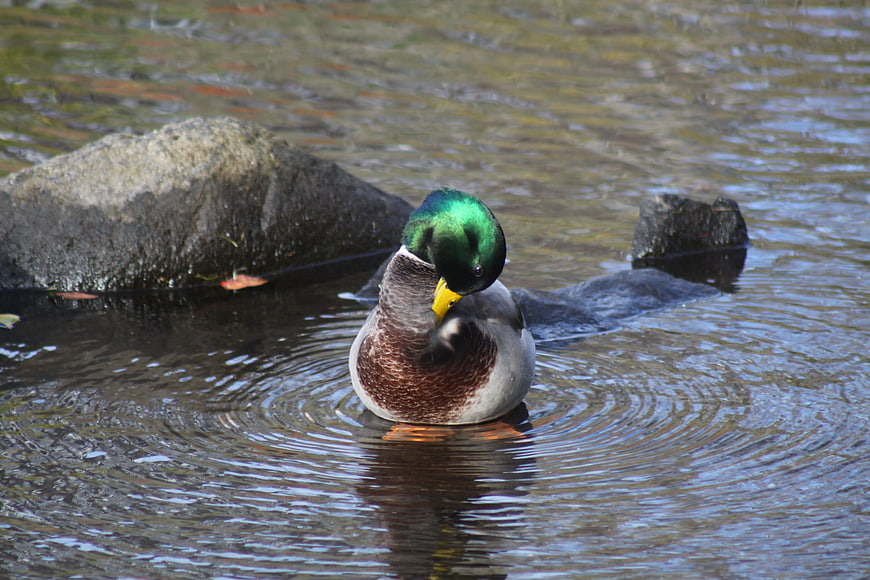 Male Mallard Duck Preening in Pond Water