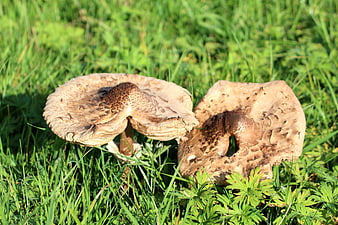 Two large brown mushrooms growing in green grass