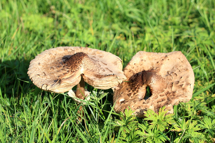 Two large brown mushrooms growing in green grass